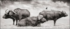 Buffalo Group Portrait, Amboseli, 2006, 12 1/2 x 30 Inches, Archival Pigment Print, Edition of&nbsp;25