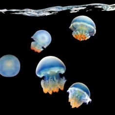 Blue Blubber Jellyfish, 2007
