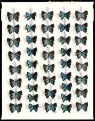 Blue Butterflies, Houston, Texas, March 21, 2006, Archival Pigment Print, Combined Ed. of 25