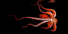 North Pacific Giant Octopus, 2010