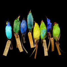 Tanagers and Honeycreepers, 2008