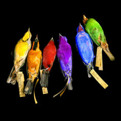 Colored Songbirds, 2005