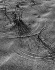 Dune Grass, 20 x 16 Silver Gelatin Photograph