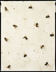 Dead Bees, Oakdale, California, March 11-15, 2006, Archival Pigment Print, Combined Ed. of 25