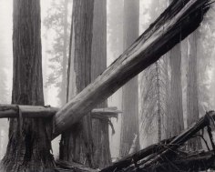Bruce Barnbaum Fallen Sequoias, 1977