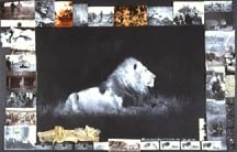 Peter Beard Black-Maned Lion Near Mt. Kuka, 1984 / 2003