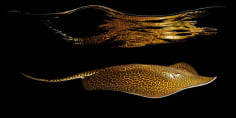 Leopard Whipray, 2010