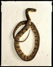 Dead Snake, Driftwood, Texas, July 23, 2004, Archival Pigment Print, Combined Ed. of 25