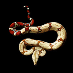 Red Tail Boa, 2010