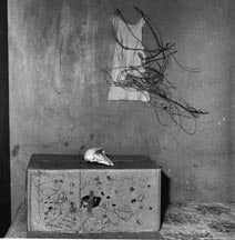 Cat in Box, 2002, Silver Gelatin Photograph