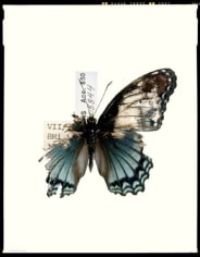 Broken Butterfly, 2006, Archival Pigment Print, Combined Ed. of 25