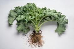 Kale plant with roots