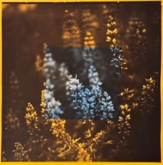 Photograph of florals with a yellow filter and a blue square is layered on top of that image.