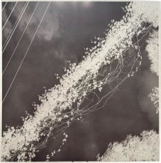 Black and white photograph with dark background. Line of weeds cuts diagonally through the dark background