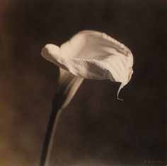 Arum Lily III, 1999