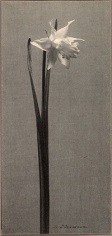 Daffodil, ca. 1900