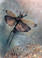 Othoptera: Acrididae taeniopada, Lucifer&#039;s Apprenice, 2002