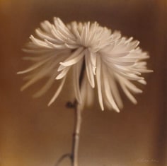 Spider Chrysanthemum hand colored gelatin silver print