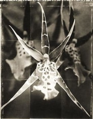 Orchid, from the series &quot;Reconstructions,&quot;platinum palladium print on handmade Japanese gampi, sewn on Japanese washi