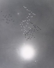 William Garnett, Snow Geese with Reflection of the Sun Over Buna Vista Lake, CA, 1953, gelatin silver print, 19 3/4  x 15 3/4 inches
