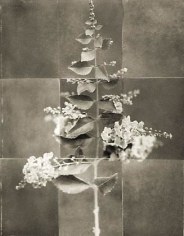 Skyflower, from the series &quot;Reconstructions,&quot;platinum palladium print on handmade Japanese gampi, sewn on Japanese washi