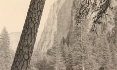 Tree, Yosemite Valley, 2001