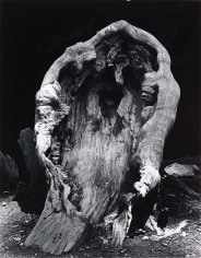 Root - Mariposa Grove of Big Trees, Yosemite Park, 1976, 