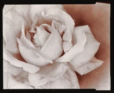 Rose, 1976, From Ephemera Portfolio, Toned gelatin silver print, 