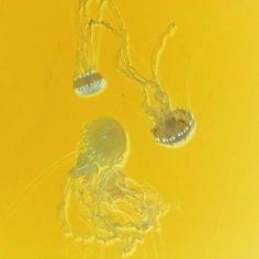 W-7, 2007, chromogenic print mounted to plexiglass