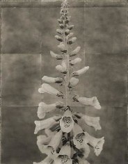 Foxglove, from the series &quot;Reconstructions,&quot;platinum palladium print on handmade Japanese gampi, sewn on Japanese washi