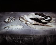 Pelican on paper and linen, 2005