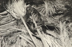 Palm Fronds - Pygmy Grove, Anza Borrego, 2005