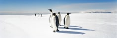Emperor Penguins, McMurdo Sound Sea Ice, Rosa Sea, Antarctica