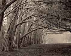 Cypress Grove - East, Sepia toned