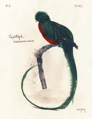 Quetzal, 2004 toned cyanotype with hand coloring, 14 x 11 inches
