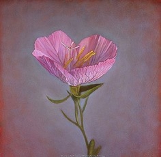 Mexican Evening Primrose, hand-colored gelatin silver print