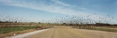 Fleeing Flock, Lamar County, Mississippi
