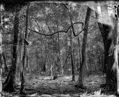 Biedler Forest 2010