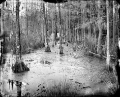 Swamp Water near Georgetown