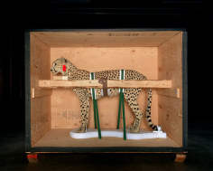 Smithsonian Cheetah, 2005
