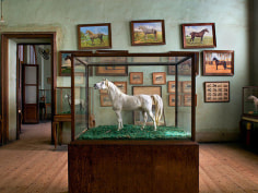 Horses with Horse Paintings, Cairo, 2009