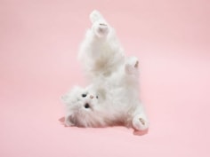 Justin Fanti,&nbsp; Pink No.3, 2011&nbsp;