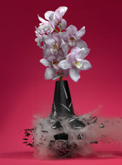 Untitled (Orchidaceae II), 2007