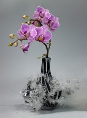 Untitled (Orchidaceae IV), 2007