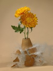 Untitled (Chrysanthemum II), 2007