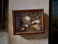 Bird Heads, Cairo, 2009