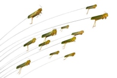 Maria Fernanda Cardoso, Jumping grasshoppers, Edition 2/3, 2010.  Archival pigment print on 300g watercolor paper, 15 3/4 x 23 5/8 in.
