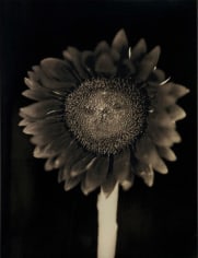  Sunflower, 2007, 	33 x 27.5 inch pigment print