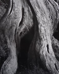 Cypress, Point Lobos, 1930.