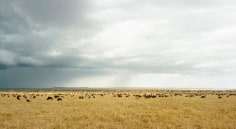  Masai Mara I, From the series Horizons, 2009, 	12 x 22&quot; C-Print